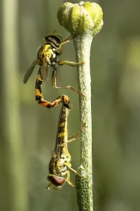 Insect Reproduction Behavior Drucke: Hoverfly mating