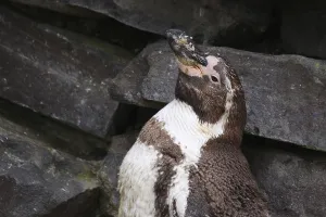 African Penguin Habitat Drucke: Humboldt Penguin
