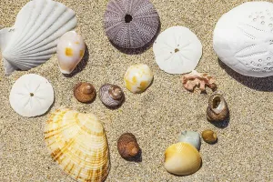 Empty Sandy Beach Scene Drucke: An image of some nice shells in the sand