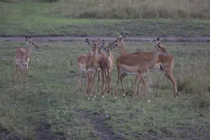 Natural Preserve Conservation Drucke: Impalas