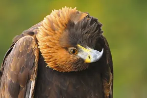 Humorous Wildlife Images Drucke: Imperial Eagle