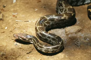 Indische Rockpython (Python molurus), Indien.