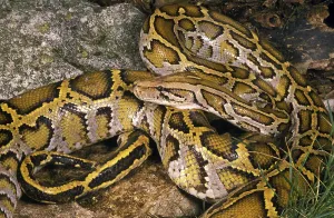 Gerahmter Druck : INDIAN Indian python (python molurus) Gerahmter Druck : INDIAN Indian python (python molurus)