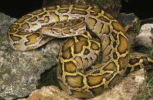 INDIAN Indischer Python (Python molurus)