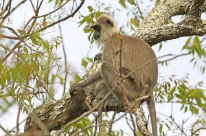 Cercopithecidae Family Photos Drucke: Indian langur (Semnopithecus) on a tree