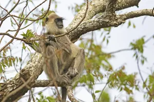 Southeast Asia Animal Images Drucke: Indian langur (Semnopithecus) on a tree
