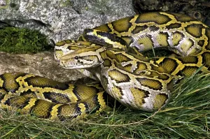 Reptiles In Natural Habitat Drucke: Indian python (python molurus)