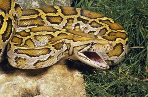 Aggressive Snake Behavior Drucke: Indian python (python molurus)