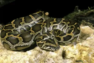 Indischer Python (Python molurus)