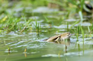 Indischer Python (Python molurus)
