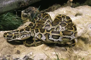 Scaled Reptile Pictures Drucke: Indian Python (python molurus)
