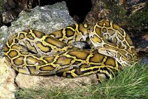 Gerahmter Druck : Indischer Python (Python molurus) Gerahmter Druck : Indischer Python (Python molurus)