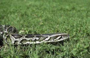 Asian Reptiles Drucke: Indian python (python molurus)