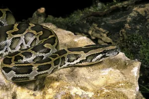 Asian Reptiles Drucke: Indian python (python molurus)