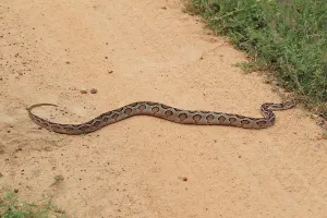 Constrictor Snake Species Drucke: Indian python (Python molurus)