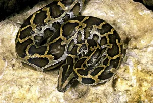 Constrictor Snakes Drucke: Indian python (python molurus)