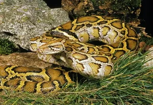 Indian python (python molurus), adult