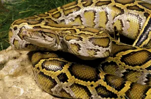 Wild Animal Protection Drucke: Indian python (python molurus), adult