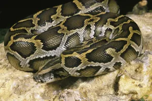 Wild Animal Photography India Drucke: Indian python (python molurus), adult on rock