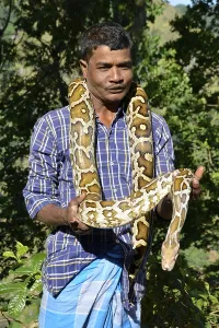Scaled Reptiles In Nature Drucke: Indian python (Python molurus) Sri Lanka