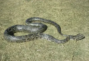 Gerahmter Druck : Indischer Python (Python molurus) auf Gras.
