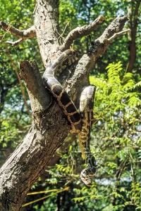 Constrictor Snake Species Drucke: Indian Rock Python (Python molurus) captive