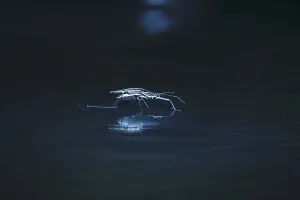 European Insect Life Drucke: Insect Water strider (Gerridae) on a river
