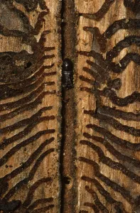 European Spruce Bark Beetle Drucke: (Ips typographus)