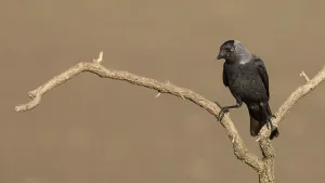 Eurasian Jackdaw Habitat Drucke: Jackdaw