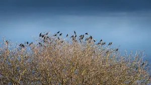 Winter Bird Photography Tips Drucke: Jackdaws resting on a leafless bare tree in winter