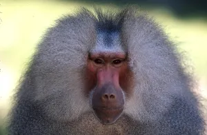 Mammalian Animal Drucke: Jacketed baboon