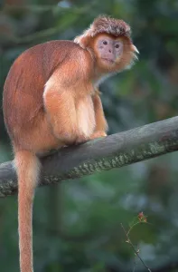 Primate Animal Drucke: Java langur (Trachypithecus auratus auratus)