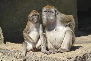 Long Tailed Macaque Drucke: Java monkey with juvenile (Macaca fascicularis)