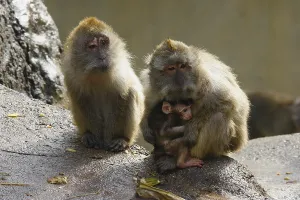 Long Tailed Macaque Drucke: Java monkey with juvenile (Macaca fascicularis)