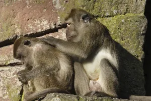 Long Tailed Macaque Drucke: Java monkey with juvenile (Macaca fascicularis)