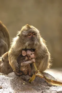 Long Tailed Macaque Drucke: Java monkey with juvenile (Macaca fascicularis)