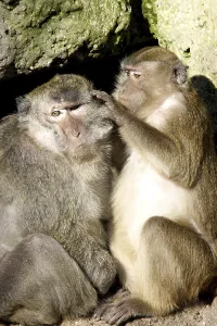 Long Tailed Macaque Drucke: Java monkey with juvenile (Macaca fascicularis)