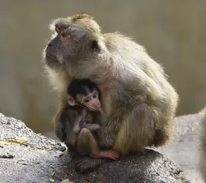 Old World Monkeys Images Drucke: Java monkey with juvenile (Macaca fascicularis)