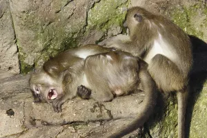 Long Tailed Macaque Drucke: Java monkey with juvenile (Macaca fascicularis)
