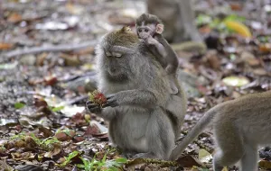 Long Tailed Macaque Drucke: Java monkey (Macaca fascicularis)