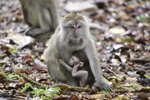Long Tailed Macaque Drucke: Java monkey (Macaca fascicularis)