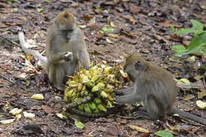 Long Tailed Macaque Drucke: Java monkey (Macaca fascicularis)