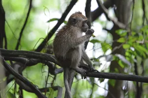 Asian Monkey Species Drucke: Java monkey (Macaca fascicularis)