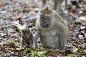 Long Tailed Macaque Drucke: Java monkey (Macaca fascicularis)