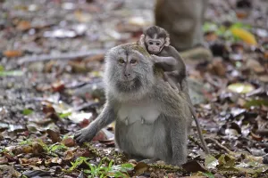 Asian Monkey Species Drucke: Java monkey (Macaca fascicularis)