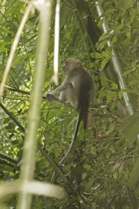 Long Tailed Macaque Drucke: Java monkey (Macaca fascicularis)