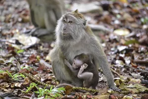 Long Tailed Macaque Drucke: Java monkey (Macaca fascicularis)