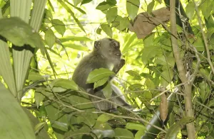 Long Tailed Macaque Drucke: Java monkey (Macaca fascicularis)