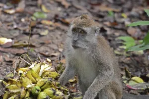 Malaysian Mammals Drucke: Java monkey (Macaca fascicularis)