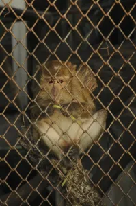 Java Monkey Drucke: Java monkey (Macaca fascicularis)